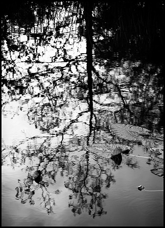 _XP11475_bw_sh_pr