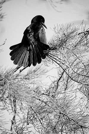 _XP12116_bw_sh_proof
