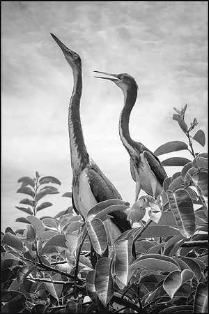 2 Herons
