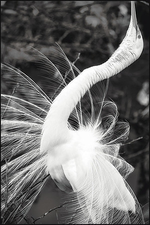 The Dancer