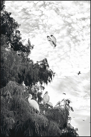 The Landing