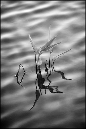 Ripple in Still Water