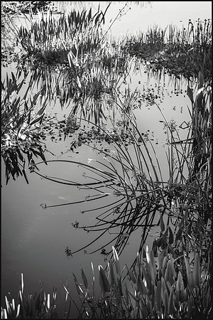 Garden Serenity