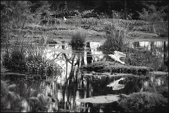 Piece of Eden