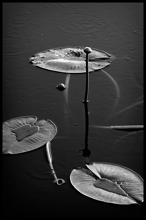 _XP10509_bw copy
