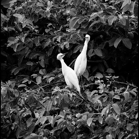 _XP15974_bw_sh