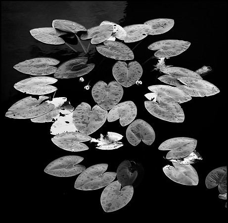 artists_fl0110