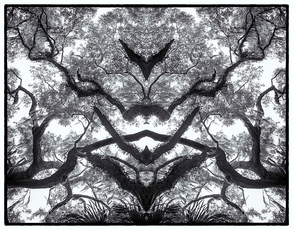 ssalt springs mirror 6_21 bw_sh_sel_1