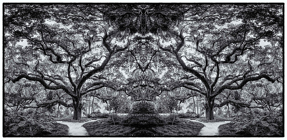 fairchild oak mandela_sh_sel