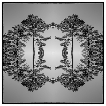pines mandala1_sh_sel_1