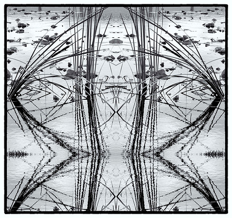 reeds1_sh_sel_1