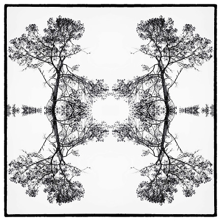 salt springs mandala 31_sh_sel2