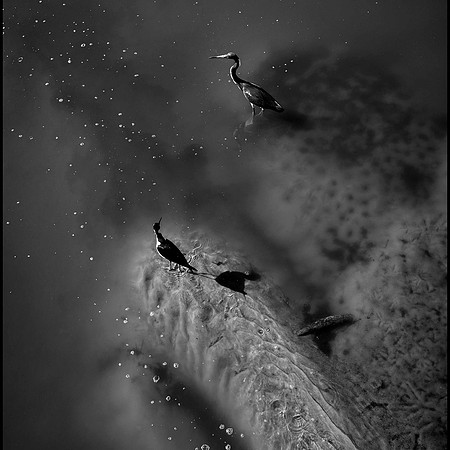 _XS14816_layered_bw_sh