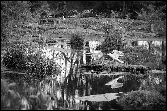 _XP10248_bw copy