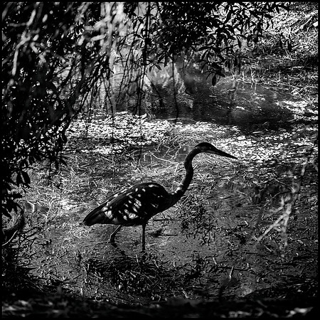 _XP14701_layered_bw_sh