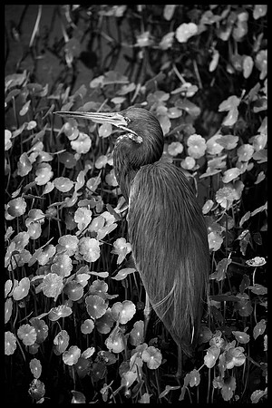 _DSF6598_bw copy